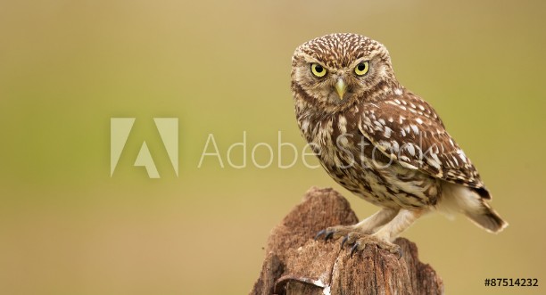 Image de Little owl on an old post looking at the camera